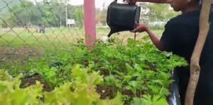 How students in the Sisbilhá School water their plants, keeping in mind their lack of water