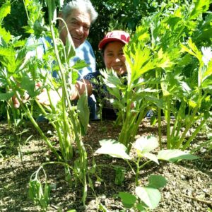 The family of Teacher Mirna has their own greenhouses