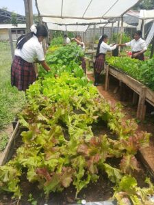 The floodwaters that the school endured didn’t affect their crops